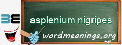 WordMeaning blackboard for asplenium nigripes